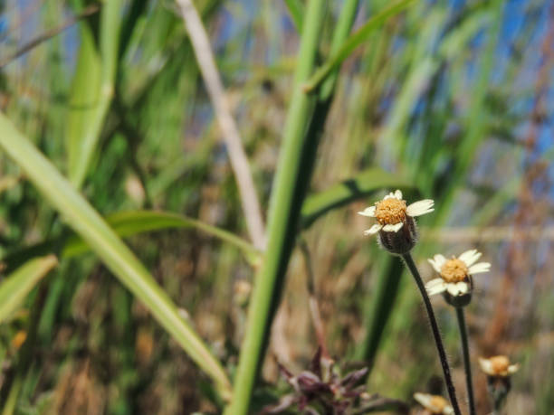 istock Little Daisies among the Grass 963907892