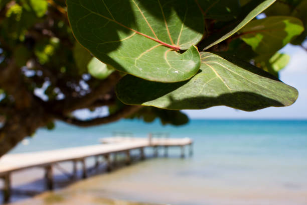 Caribbean Dock in Background stock photo