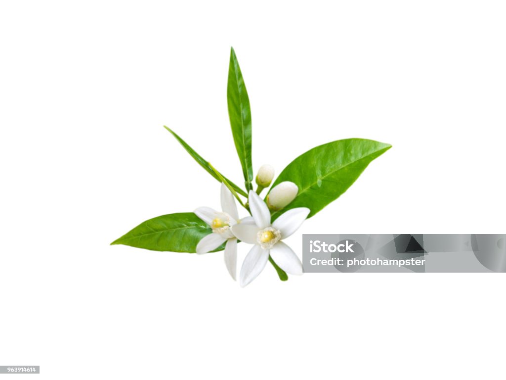 Branch of orange tree with white fragrant flowers Branch of orange tree with white fragrant flowers, buds and leaves isolated on white. Neroli blossom. Flower Stock Photo