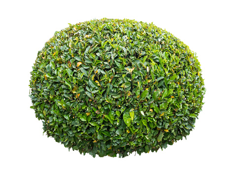 Pruned green laurel decorative globe form shrub isolated on white
