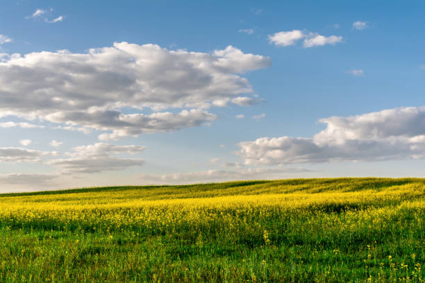 istock flowering rapeseed field and blue sky with clouds during sunset, landscape spring 963922150