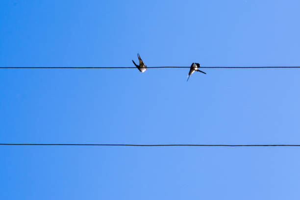 istock two swallows sitting on wires against the blue sky, nature abstract 963922196