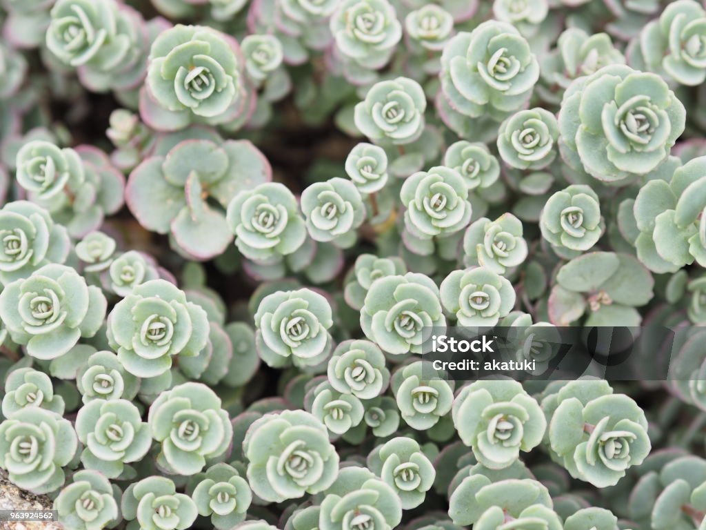 Succulent and succulent plants It is a succulent plants that are growing clean. Advertisement Stock Photo