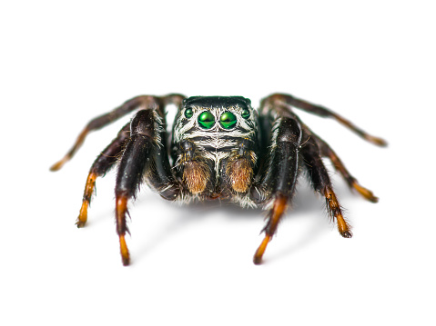 Jumping Spider Arachnid Insect Isolated on White Background