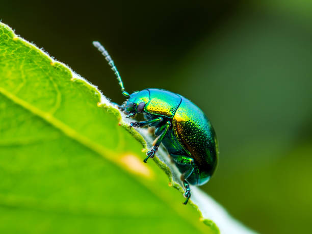 chrysolina coerulans blue mint leaf beetle owad pełzający na zielonym liściu makro - chrabąszcze zdjęcia i obrazy z banku zdjęć
