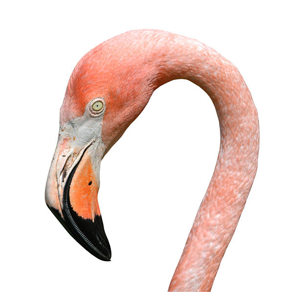 istock Pink Flamingo Isolated 96393391