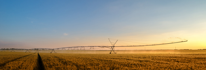 Irrigation system on wheels watering wheat field at summer sunset,