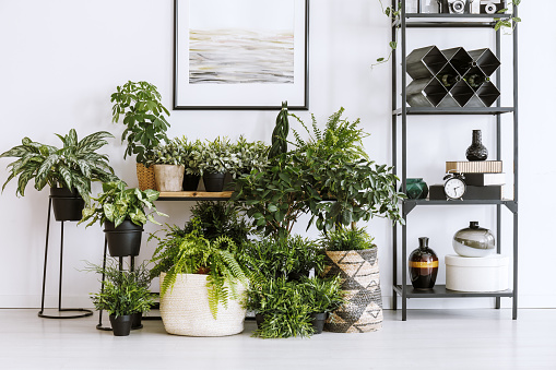 Houseplants on the floor and table standing next to metal shelf with decorations