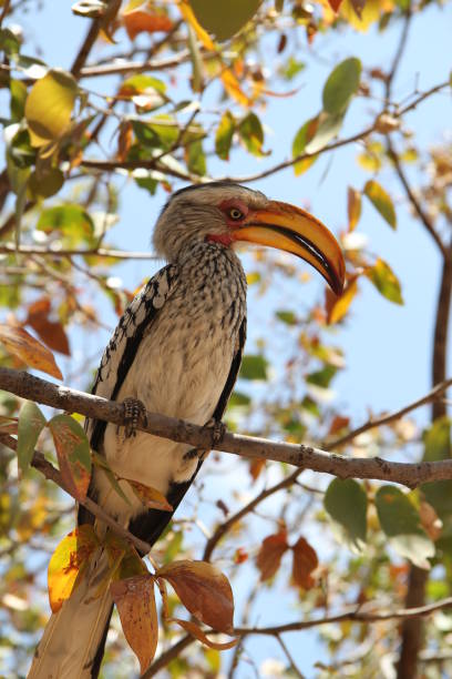 istock Yellow-billed Hornbill sitting on a tree branch 963948030