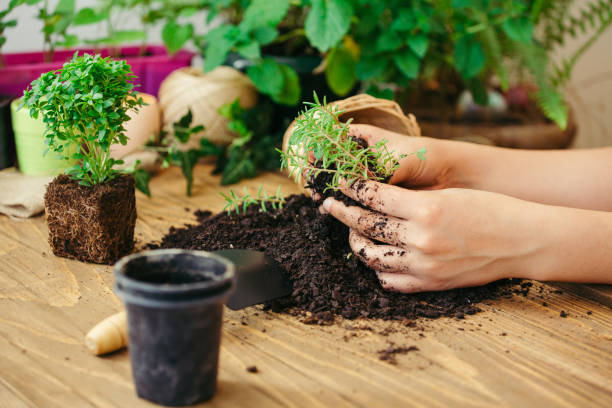istock Hands re-potting a plant 963958460