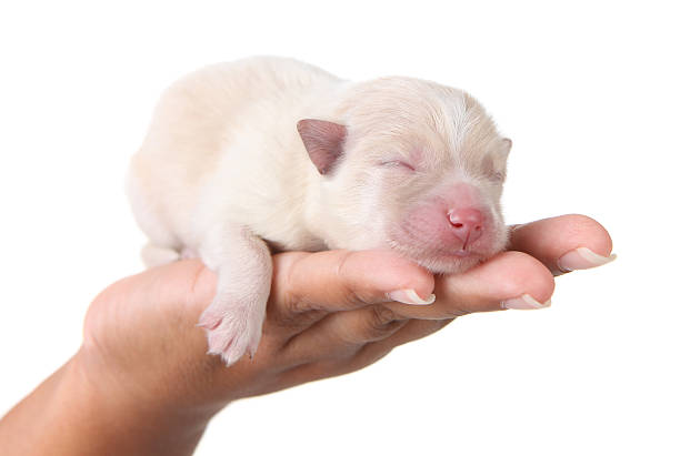 istock Snoozing Newborn Puppy on White 96398665
