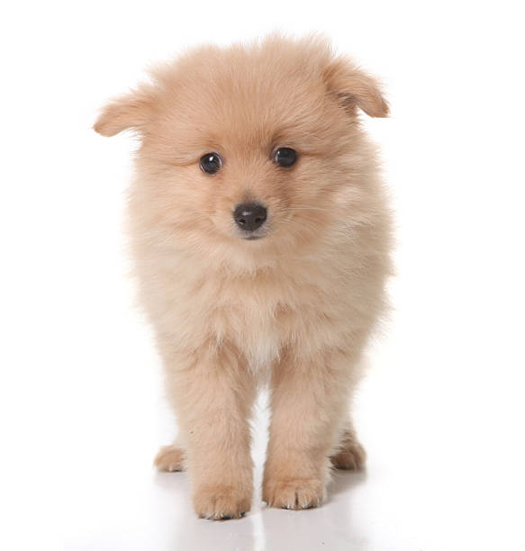 istock Tan Colored Pomeranian Puppy 96398886