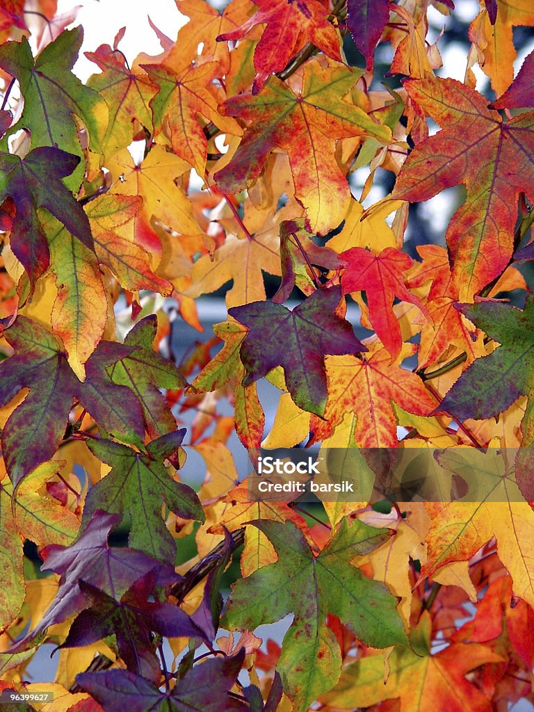 Herbst-Muster - Lizenzfrei Blatt - Pflanzenbestandteile Stock-Foto