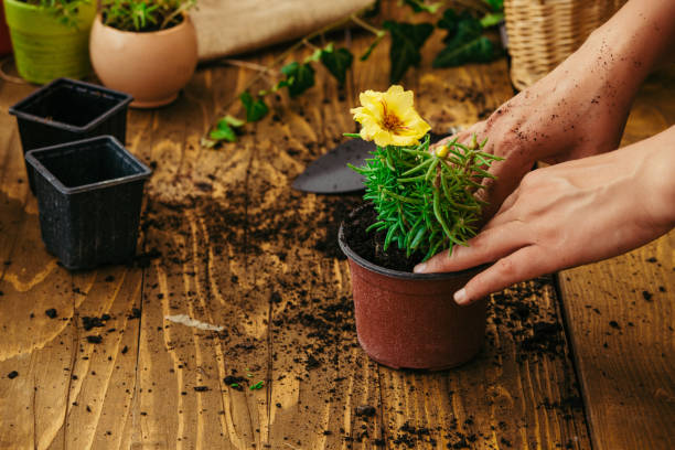 istock Hands re-potting a plant 963997234