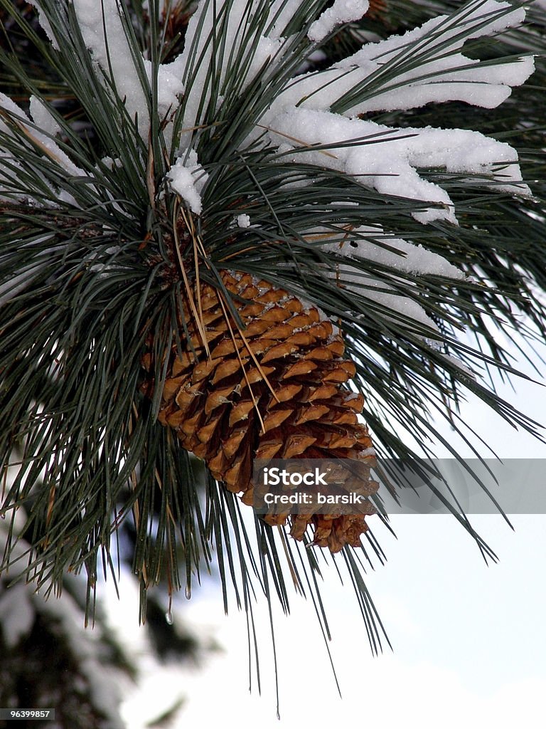 Big Pine cono - Foto de stock de Aguja - Parte de planta libre de derechos
