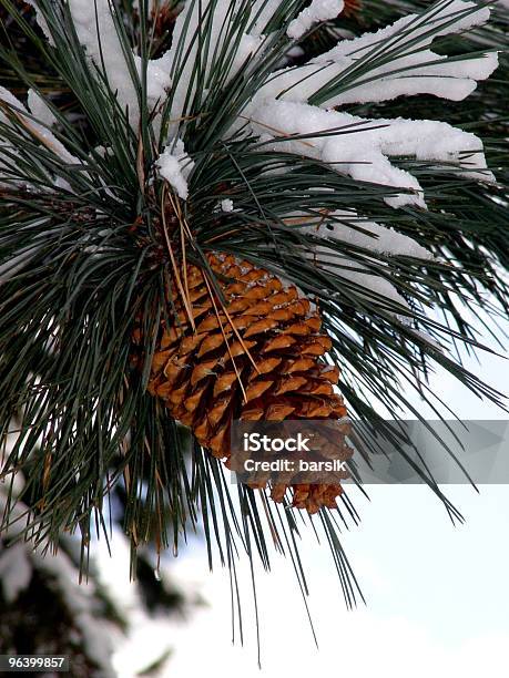 Big Pine Cono Foto de stock y más banco de imágenes de Aguja - Parte de planta - Aguja - Parte de planta, Aire libre, Blanco - Color