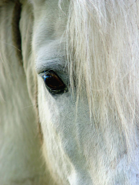 istock Closeup of a white horse 96399917