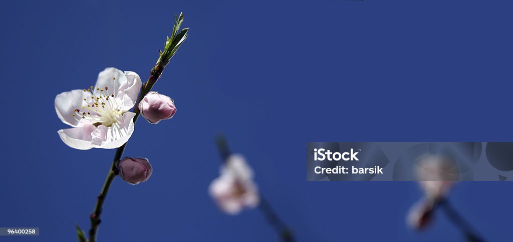 Flor de Apple - Foto de stock de Azul royalty-free