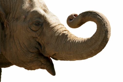 A vertical shot of the face of an adult elephant with long tusks