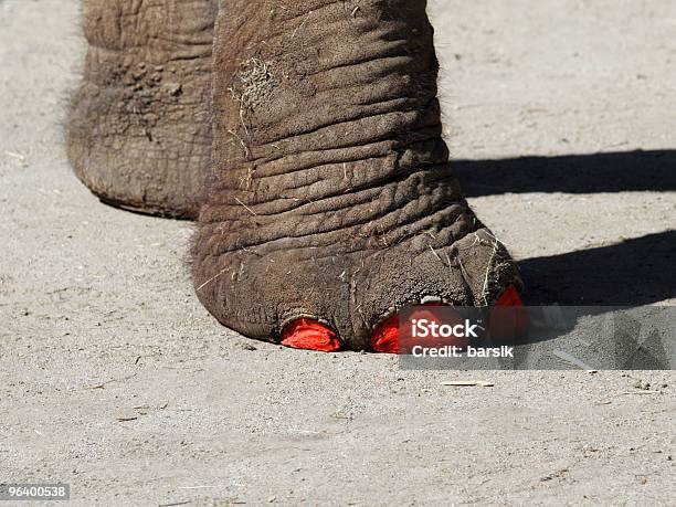 Modische Elephant Stockfoto und mehr Bilder von Attraktive Frau - Attraktive Frau, Auftragen, Cool und Lässig