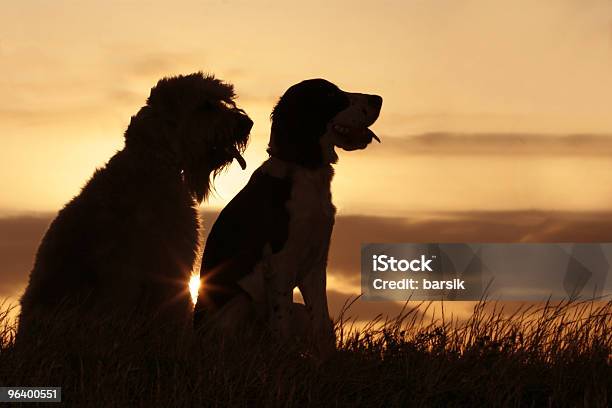 Amigos Ao Pôr Do Sol - Fotografias de stock e mais imagens de Animal de Estimação - Animal de Estimação, Cão, Céu dramático