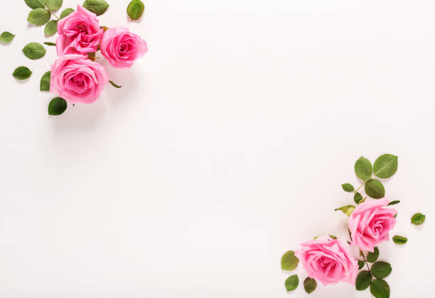 istock Pink roses with green leaves top view 964005564
