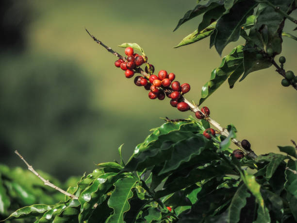 las plantas de café listo para el cultivo de - coffee plant fotografías e imágenes de stock