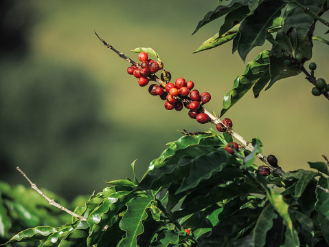 Colorful matured coffee beans on branches, in the rural city of Monte Belo, in Minas Gerais state, Brazil.