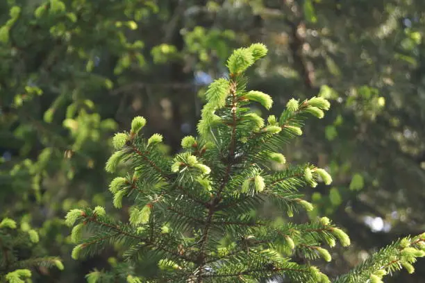 young spruce branches on the tree