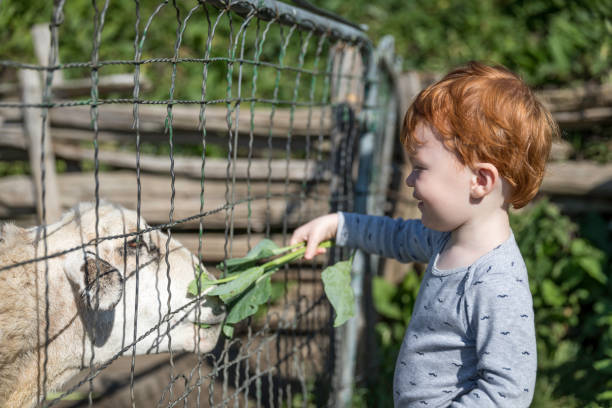 istock Cute baby Boy Feeding Sheep at Farm 964010742