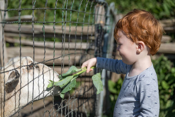 istock Cute baby Boy Feeding Sheep at Farm 964010744