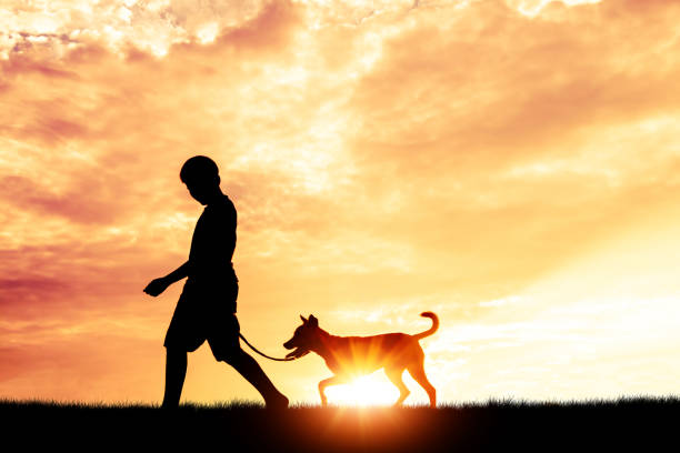 Silhouette child playing with dogs, Concept play with dog.