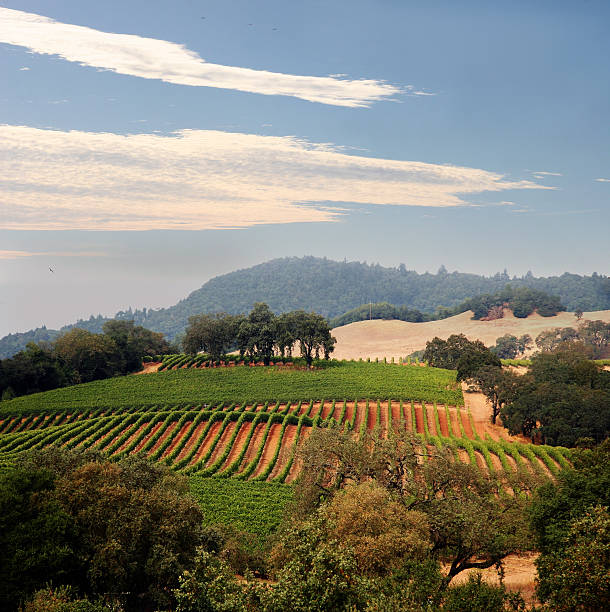 vue d'un vignoble de la californie - napa valley california valley vineyard photos et images de collection