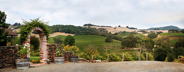 vigneti della california - vineyard sonoma county california panoramic foto e immagini stock