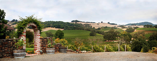 калифорния виноградник - vineyard sonoma county california panoramic стоковые фото и изображения