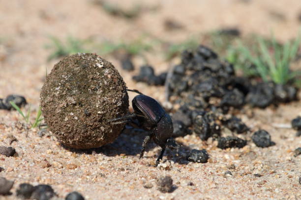 istock Single Dung Beetle Rolling a Ball of Dung 964028522