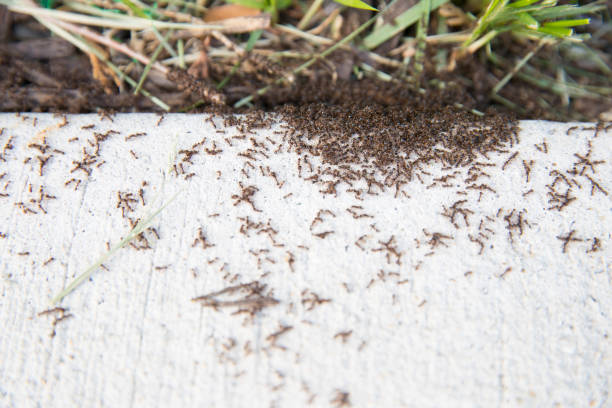 istock thousands of black ants on stony ground close up 964028900