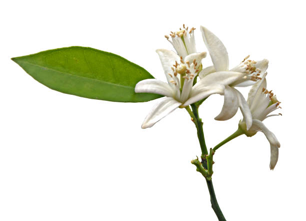 istock close up of citrus flowers 964029014