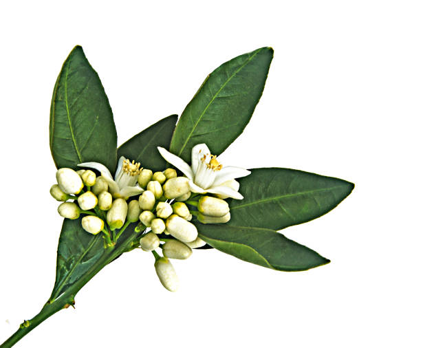 istock close up of citrus flowers 964029026