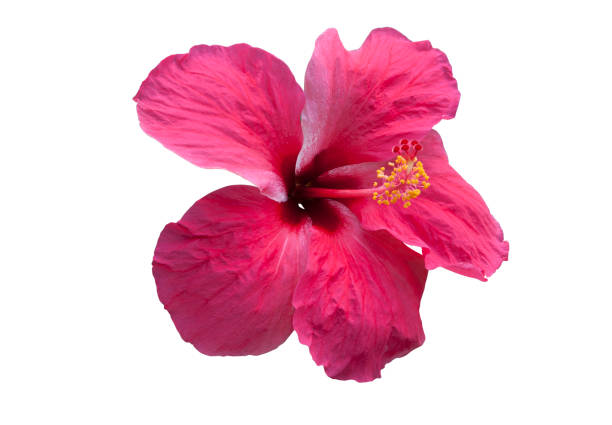 istock Pink hibiscus flower 964034502