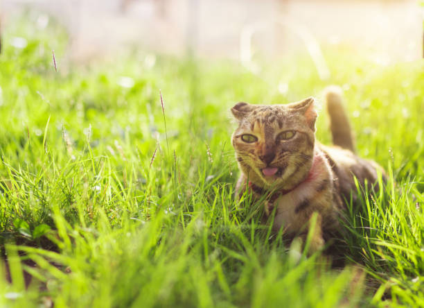 istock Cute cat sitting in a green grass. Best friend concept 964034810