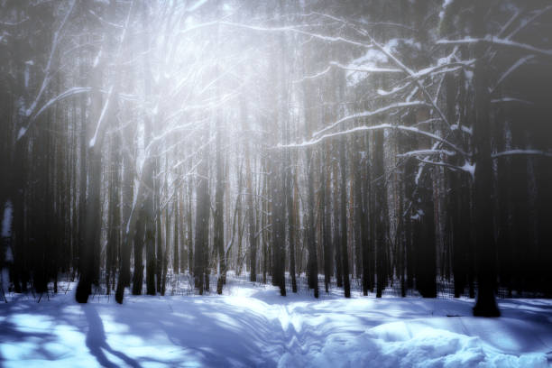 Warm golden sunshine shines through the branches of pine and fir forest trees in the midst of a icy cold winter with fresh snowfall covering the trunks