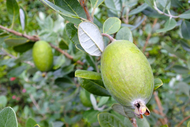 Feijoa fruit plant Feijoa fruit plant. food backgrounds and textures. Copy space pineapple guava stock pictures, royalty-free photos & images