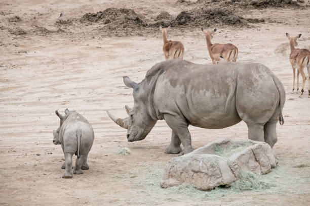 Mother and son Rhinos