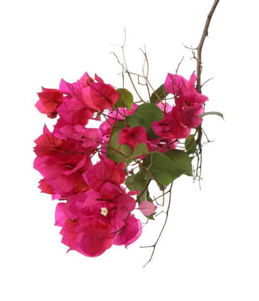 istock bougainvilleas isolated on white background. 964045416