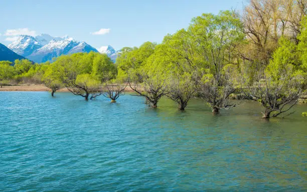 Photo of The Willow trees of Glenorchy line up on shore of Lake Wakatipu, New Zealand.