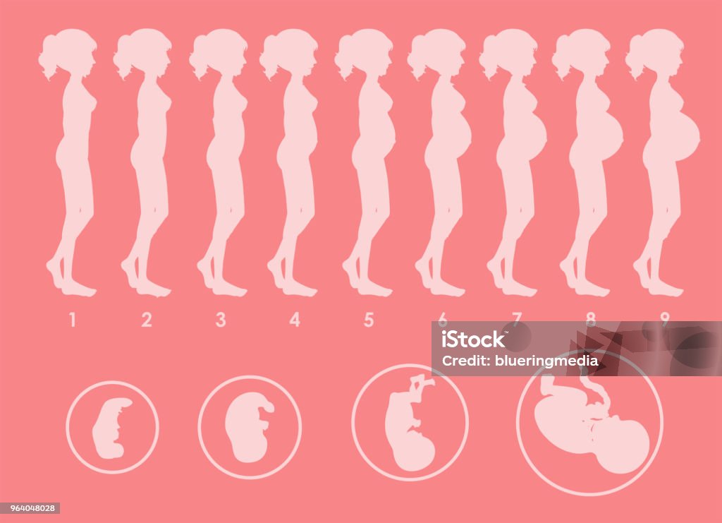 A Vector of Pregnant Progression A Vector of Pregnant Progression illustration Pregnant stock vector