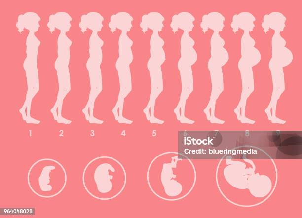 A Vector Of Pregnant Progression Stock Illustration - Download Image Now - Pregnant, Progress, Development