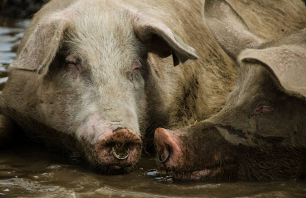 istock To old pigs sleeping and enjoying eachoter in a mud bath. Closeup 964056388