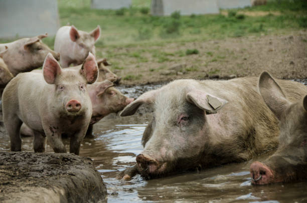 istock Organic piglets take a mud bath and posing together in front of the camera. 964058454